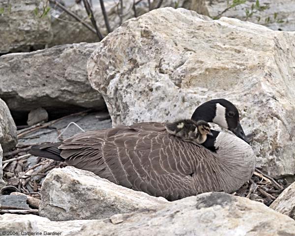 Mother Goose  With Duckling