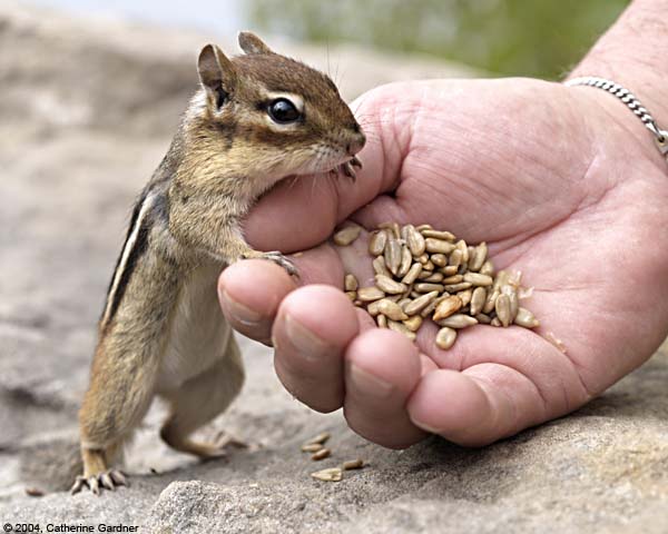 Chipmunk with Hand