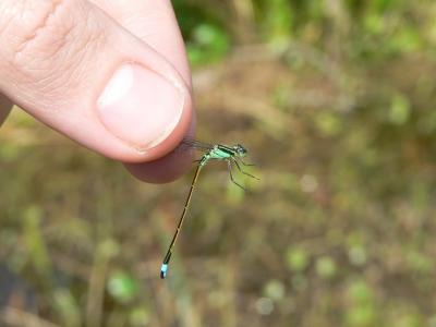 Rambur's Forktail - Ischnura ramburii