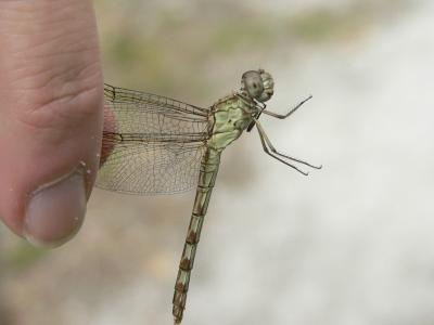Band-winged Dragonlet - Erythrodiplax umbrata