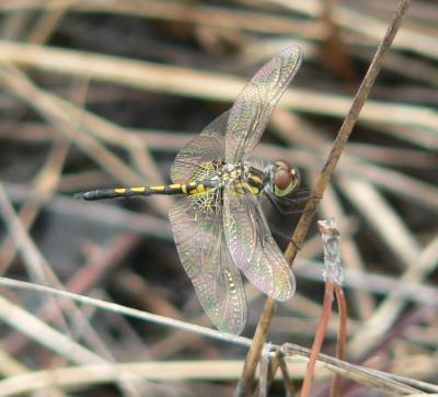 Ornate Pennant - Celithemis ornata