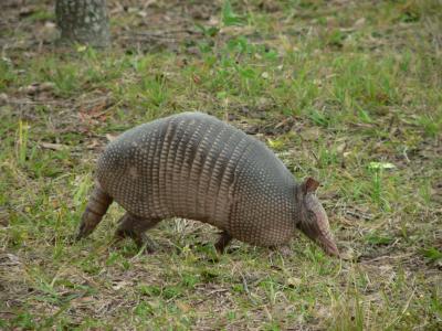 Nine-banded Armadillo - Dasypus novemcinctus