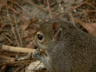 Gray Squirrel (portrait) - Sciurus carolinensis