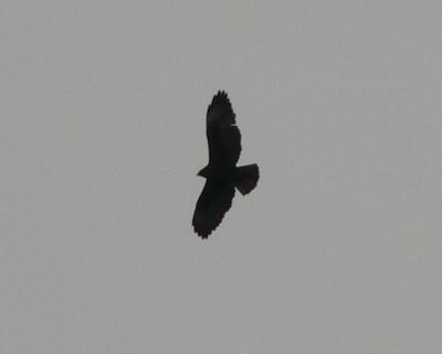 Short-tailed Hawk - Buteo brachyurus