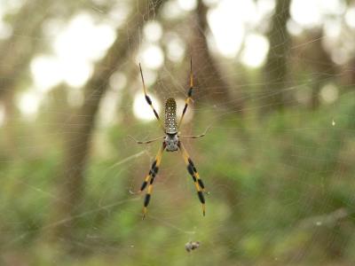 Golden-silk Spider - Nephila clavipes
