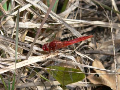 Scarlet Skimmer - Crocothemis servilia