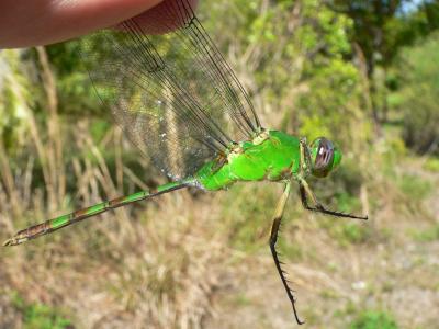 Great Pondhawk - Erythemis vesiculosa