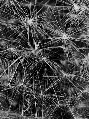 Dandelion Abstract
