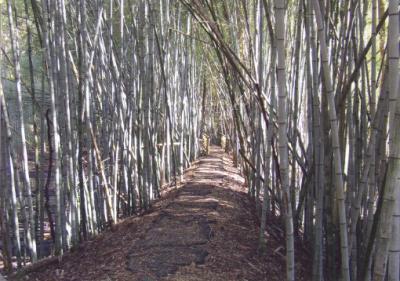 Walking Along the Bamboo Trail
