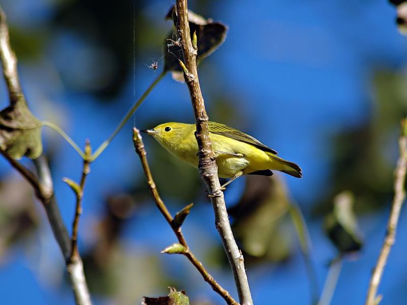 Yellow Warbler