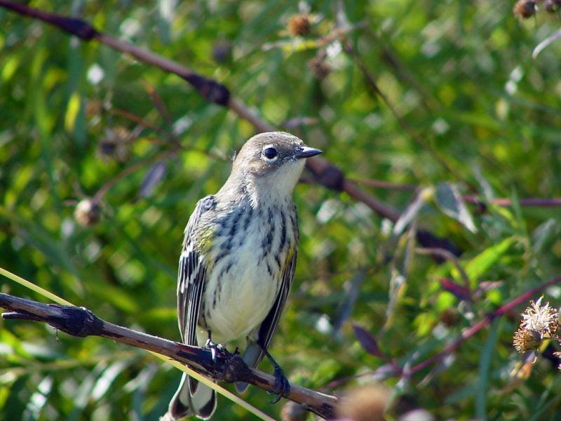 Yellow-rumped Warbler