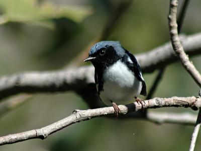 Black-throated Blue Warbler