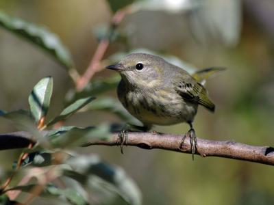 Cape May Warbler