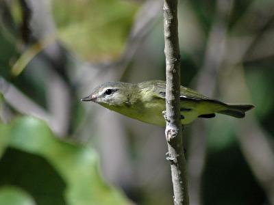 Philadelphia Vireo