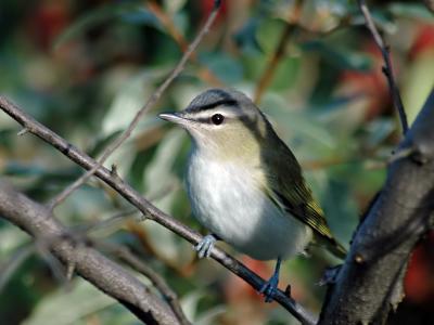 Red-eyed Vireo