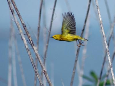 Yellow Warbler_flight