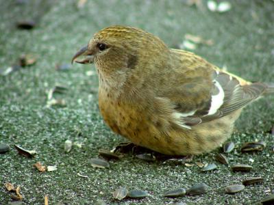 White-winged Crossbill