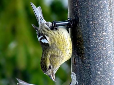 White-winged Crossbill