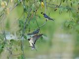 Barn Swallows