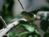 Philadelphia Vireo