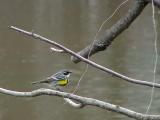 Yellow-rumped Warbler