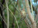 Yellow-Rumped Warbler