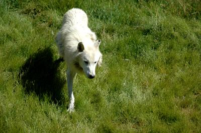 White Arctic Wolf