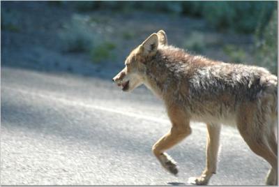Wild Coyote 2