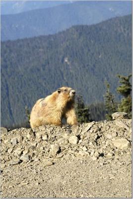 Olympic Marmot 3