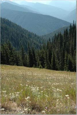 Olympic Mountain Meadows