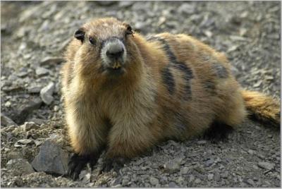 Olympic Marmot