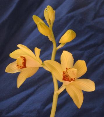 Steven Feil - Phaius Orchid