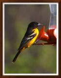 Ray Akey - Northern Oriole