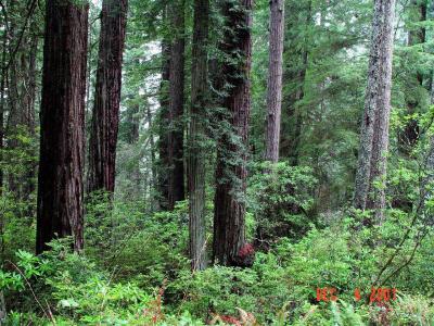 Redwood Tall Trees 4