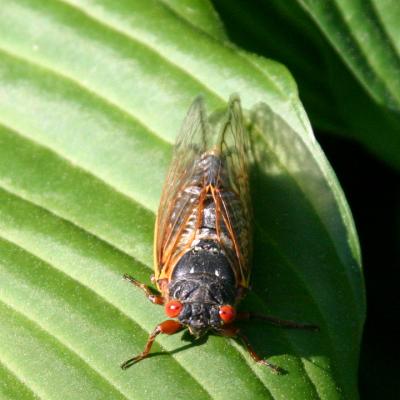 Male cicadas die soon after mating.