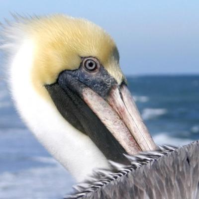 Pelican