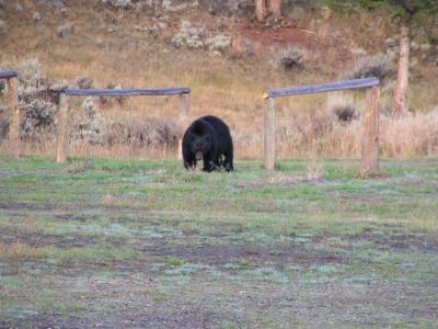 Black bear at Roosevelt Corral