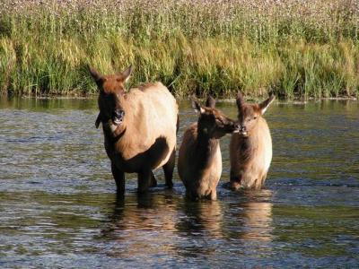 Elk in Madison River