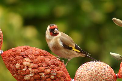 European Goldfinch