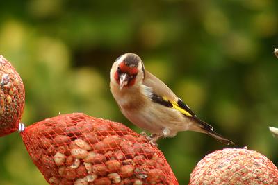 European Goldfinch