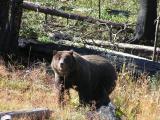 Griz near Lake Butte Overlook