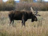 Bull Moose - Grand Teton N.P.