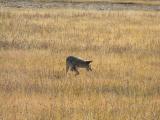 Hunting coyote