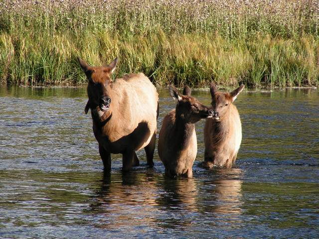 Elk in Madison River