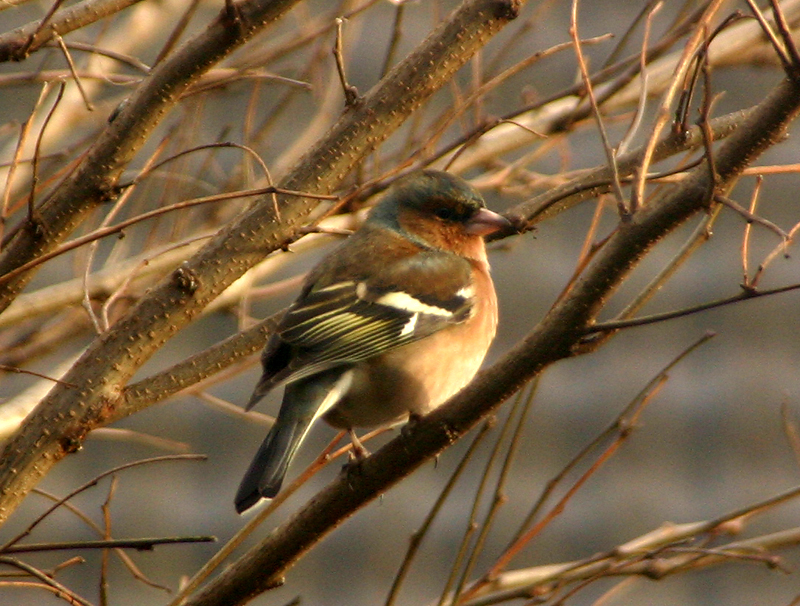 Male Chaffinch