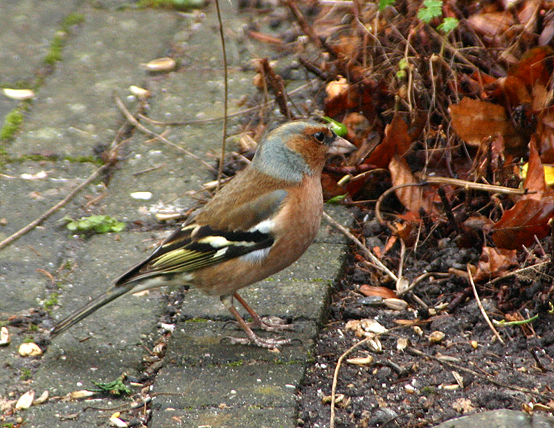 Chaffinch