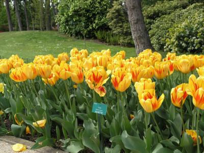 u45/chd8/medium/29180742.TulipeJuliette.jpg