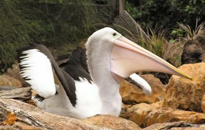 Australian Pelican