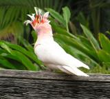 Major Mitchells Cockatoo