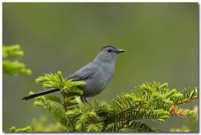 Grey Catbird